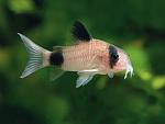     
: Corydoras-panda-01.jpg
: 23
:	24.5 
ID:	12795380