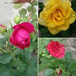     
: IMG_20180722_155549.jpg
: 13
:	100.5 
ID:	12797859