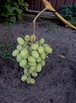     
: P80724-200533.jpg
: 17
:	99.4 
ID:	12801830