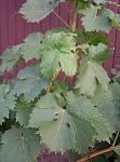     
: P80724-200514.jpg
: 14
:	104.2 
ID:	12801834