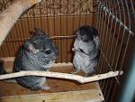     
: P7110198.jpg
: 30
:	131.5 
ID:	1280399