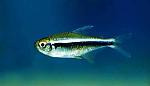     
: s97671667.jpg
: 16
:	10.1 
ID:	12809083