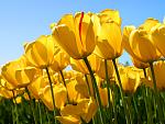     
: Tulips.jpg
: 48
:	80.4 
ID:	12822035