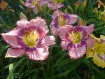     
: P1490168.jpg
: 16
:	119.4 
ID:	12830665