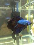     
: IMG_20180819_114309.jpg
: 15
:	72.5 
ID:	12831904