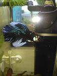     
: IMG_20180819_110013.jpg
: 12
:	54.7 
ID:	12831916