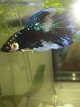     
: IMG_20180819_110148.jpg
: 13
:	57.9 
ID:	12831918