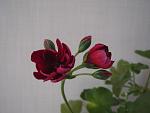     
: IMG_9917.jpg
: 24
:	65.5 
ID:	12832063