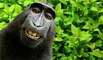     
: Monkey-selfie.jpg
: 10
:	65.0 
ID:	12832067