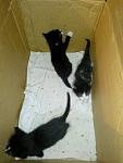     
: 682763728_1_1000x700_kotyata-srochno-odessa.jpg
: 43
:	197.7 
ID:	12856031