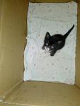     
: 682763728_2_1000x700_kotyata-srochno-fotografii.jpg
: 58
:	159.8 
ID:	12856032
