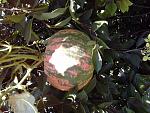     
: 20180917_141907.jpg
: 13
:	179.4 
ID:	12873983