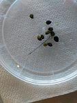     
: IMG_2018-09-23_170612.jpg
: 21
:	74.3 
ID:	12878676