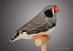     
: IMG_5052-469-%2525252520c.bastiaansen.jpg
: 22
:	60.6 
ID:	12882885