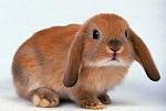     
: images (2).jpg
: 10
:	6.0 
ID:	12884983