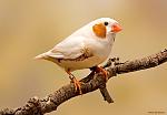     
: flor_fan.jpg
: 31
:	37.5 
ID:	12890960