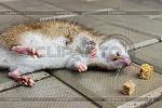     
: 4069270-rat-poisoned-by-toxic-bait.jpg
: 9
:	140.3 
ID:	12895956