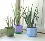     
: aloe2.jpg
: 13
:	124.6 
ID:	12912389