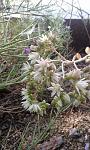     
: Aeonium_mascaense_flores.jpg
: 302
:	249.0 
ID:	12920663