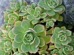     
: Aeonium-decorum-var.-guarimarense-Giant-Houseleek1.jpg
: 318
:	56.4 
ID:	12920664