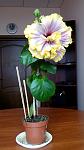     
: IMG_20180416_104108.jpg
: 9
:	67.8 
ID:	12925397