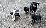     
: 20180128_161756.jpg
: 57
:	302.5 
ID:	12929756