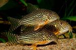     
: somik-shterba---corydoras-sterbai_1.jpg
: 14
:	62.1 
ID:	12932562