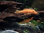     
: Ancistrus.jpg
: 16
:	86.5 
ID:	12933782