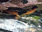     
: Ancistrus 1.jpg
: 14
:	97.2 
ID:	12933784