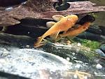     
: Ancistrus 2.jpg
: 17
:	95.7 
ID:	12933785