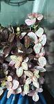     
: IMG_20181030_213812.jpg
: 27
:	80.9 
ID:	12935510