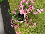     
: IMG_2031.jpg
: 10
:	45.8 
ID:	12935909