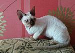     
: IMG-ced0d263ddae782f318d6e7740e77459-V.jpg
: 3
:	98.5 
ID:	12948428