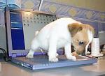     
: vaio_pee.jpg
: 23
:	26.4 
ID:	12959141