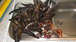     
: IMG_20181211_220118.jpg
: 45
:	151.4 
ID:	12974622
