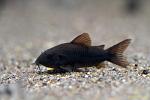     
: Corydoras_BLACK_VENEZUELA_03.jpg
: 21
:	34.1 
ID:	12989747