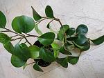     
: IMG_20190126_140104.jpg
: 64
:	128.8 
ID:	13012713