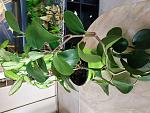     
: IMG_20190126_135956.jpg
: 59
:	136.7 
ID:	13012717