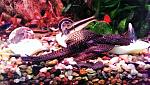     
: IMAG1824 (2).jpg
: 9
:	161.4 
ID:	13023357