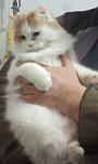     
: DA3AD6E3-5EC4-48AA-9AE9-9AB043C92D3D.jpeg
: 18
:	55.6 
ID:	13025259