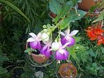     
: 27062010040.jpg
: 38
:	144.0 
ID:	1302670