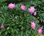     
: depositphotos_198107396-stock-video-beautiful-pink-peonies-blossom-on.jpg
: 66
:	30.2 
ID:	13044065