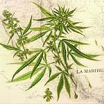    
: marihuana-na-calym-swiecie-510x510.jpg
: 22
:	70.4 
ID:	13051065