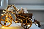     
: DSC_0325-2 (2).jpg
: 18
:	123.3 
ID:	13055157