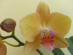     
: 20190319_104359.jpg
: 7
:	68.2 
ID:	13067414