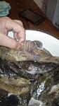     
: IMG-4a257d4d0f9fd06dae90b684ac3d7cbe-V.jpg
: 22
:	71.1 
ID:	13071106