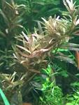     
: IMG_20190325_090722.jpg
: 9
:	79.0 
ID:	13073552