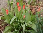     
: P1640352.jpg
: 23
:	154.7 
ID:	13075120