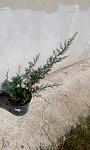     
: IMG_20190321_105640.jpg
: 230
:	100.8 
ID:	13077644