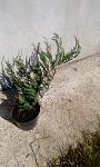     
: IMG_20190321_105535.jpg
: 197
:	120.5 
ID:	13077645